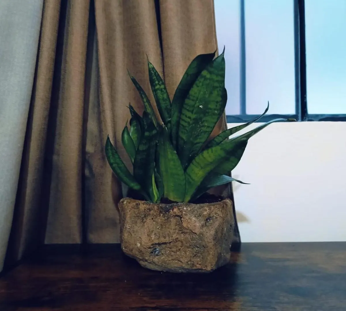 La Casa De Los Cactus 01 プレヤデルカーメン アパート